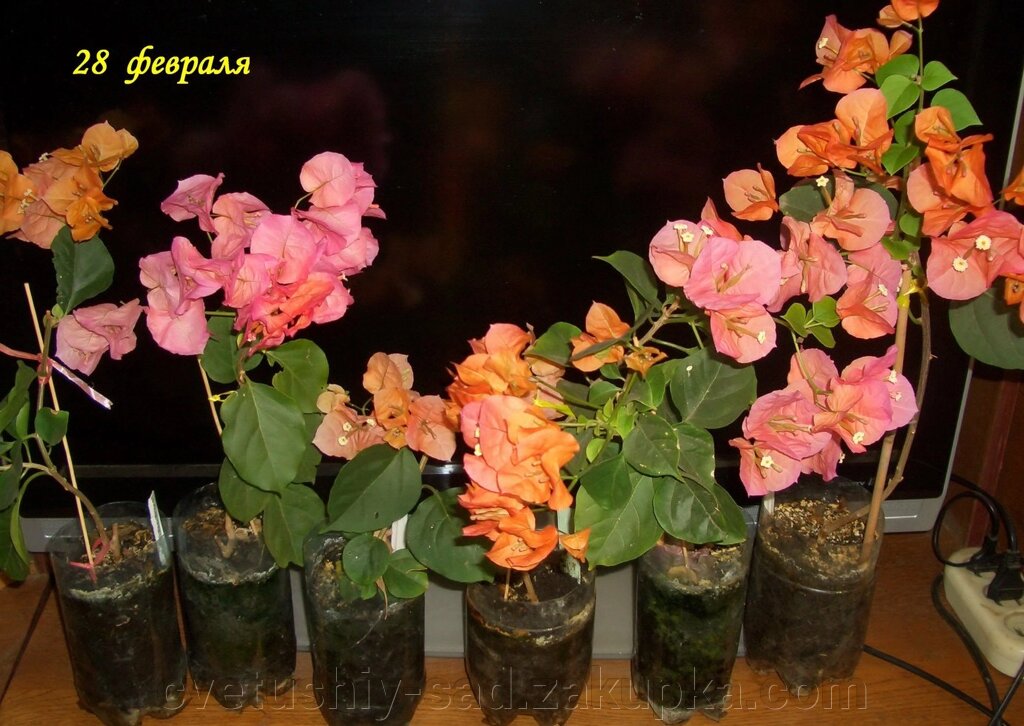 Бугенвіллія Mrs Butt Compactod (з квітами) від компанії Квітучій сад у Великих Сорочинцях - фото 1