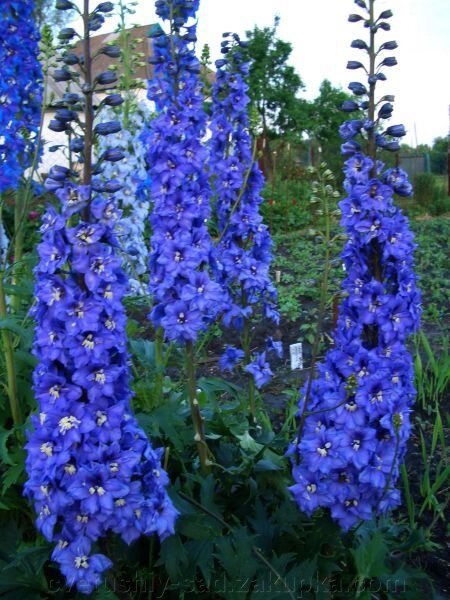 Дельфиниум фиолетово-сине-голубой (насіння 100 шт) від компанії Квітучій сад у Великих Сорочинцях - фото 1