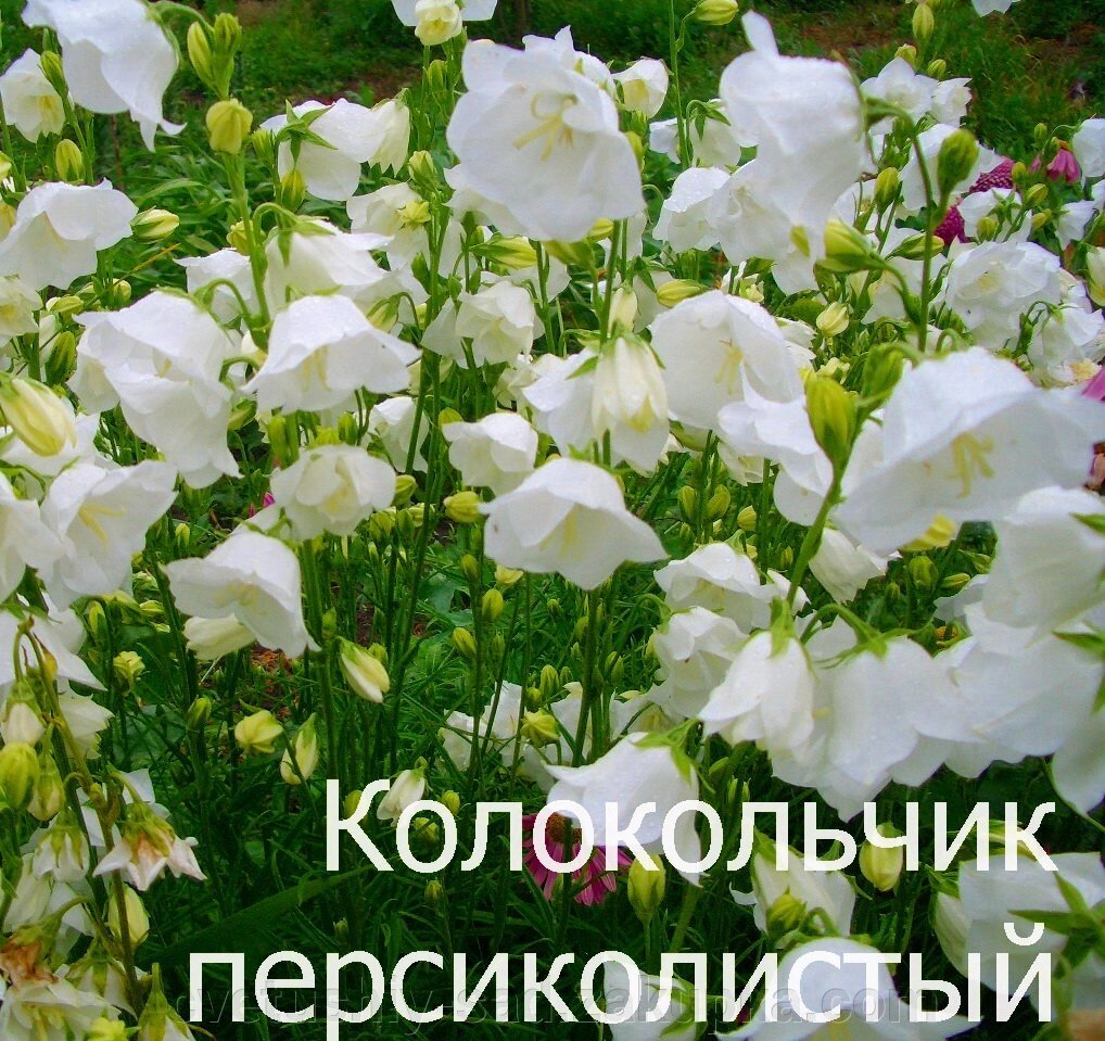 Дзвіночок Персиколистий білий невеликий кущик від компанії Квітучій сад у Великих Сорочинцях - фото 1