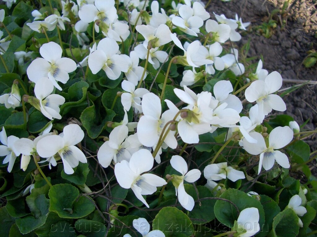 Фіалка багаторічна біла від компанії Квітучій сад у Великих Сорочинцях - фото 1