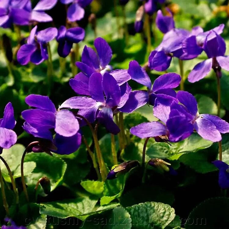 Фіалка багаторічна синя від компанії Квітучій сад у Великих Сорочинцях - фото 1