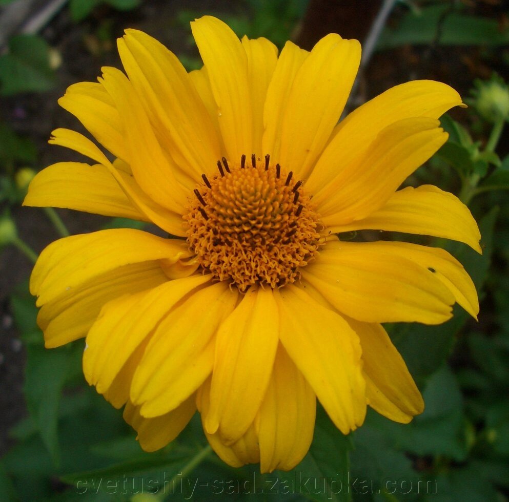 Геліонпсіс Summer Sun 1 шт від компанії Квітучій сад у Великих Сорочинцях - фото 1