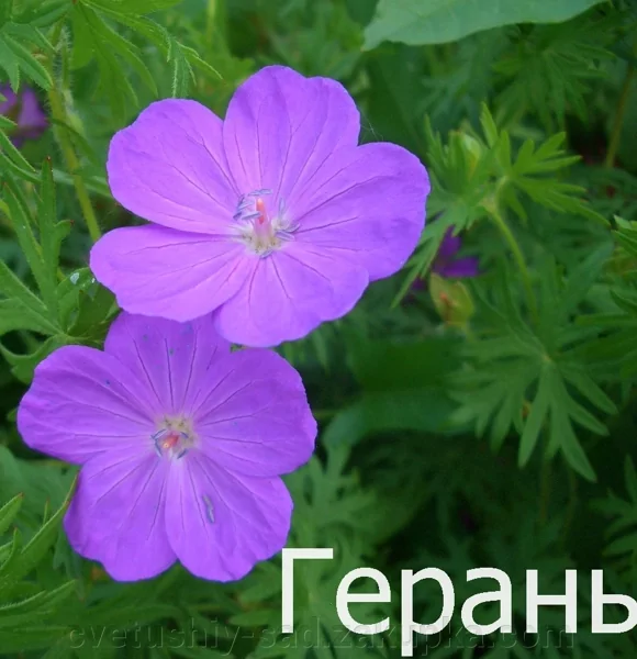 Герань Садовая Многолетняя Купить Саженцы В Новосибирске