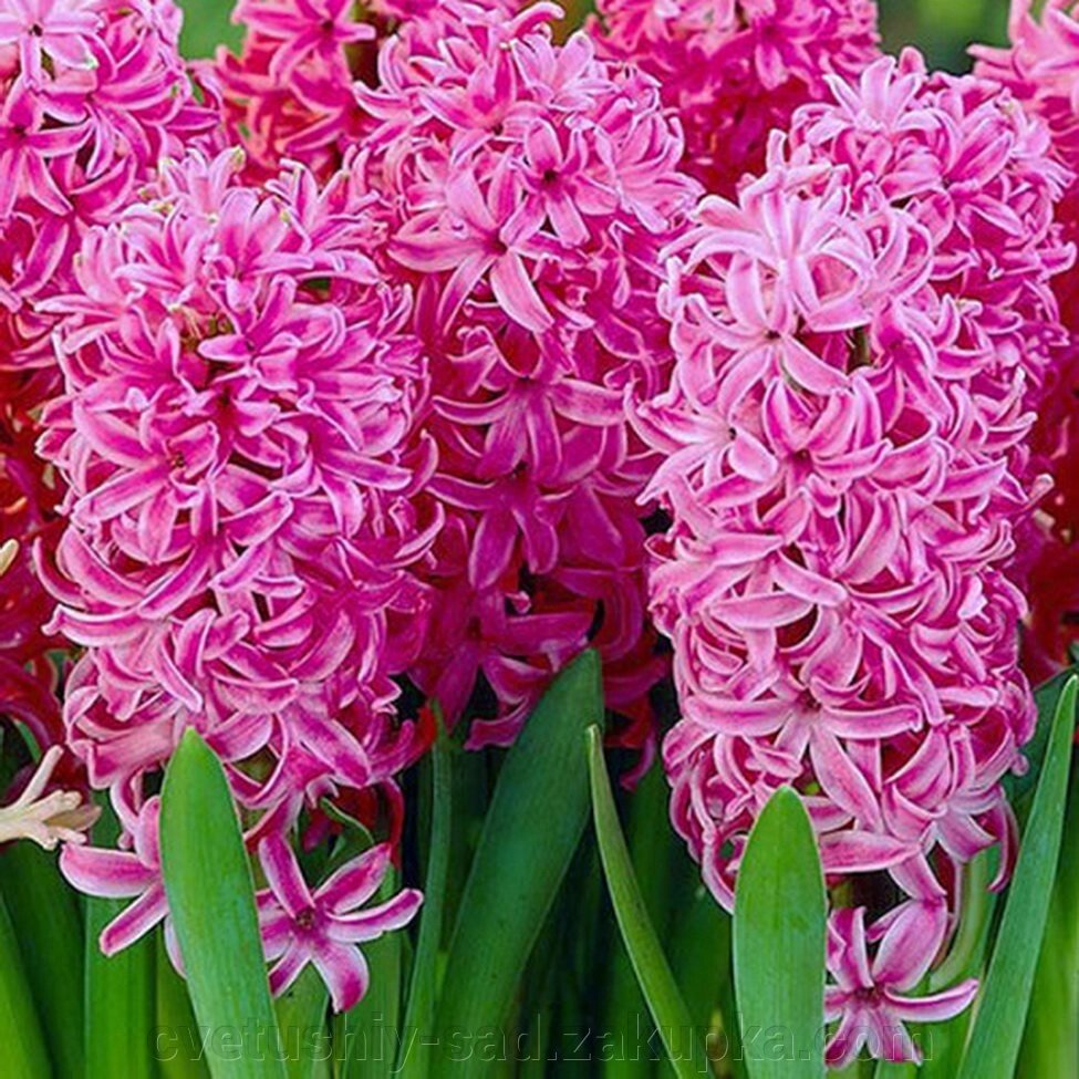 Гіацинт Ен Меланг (размір 16-18) від компанії Квітучій сад у Великих Сорочинцях - фото 1