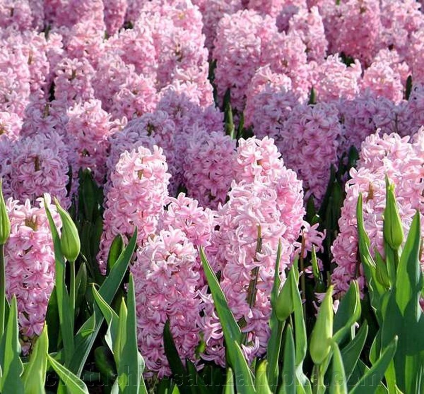 Гіацинт Фондант від компанії Квітучій сад у Великих Сорочинцях - фото 1