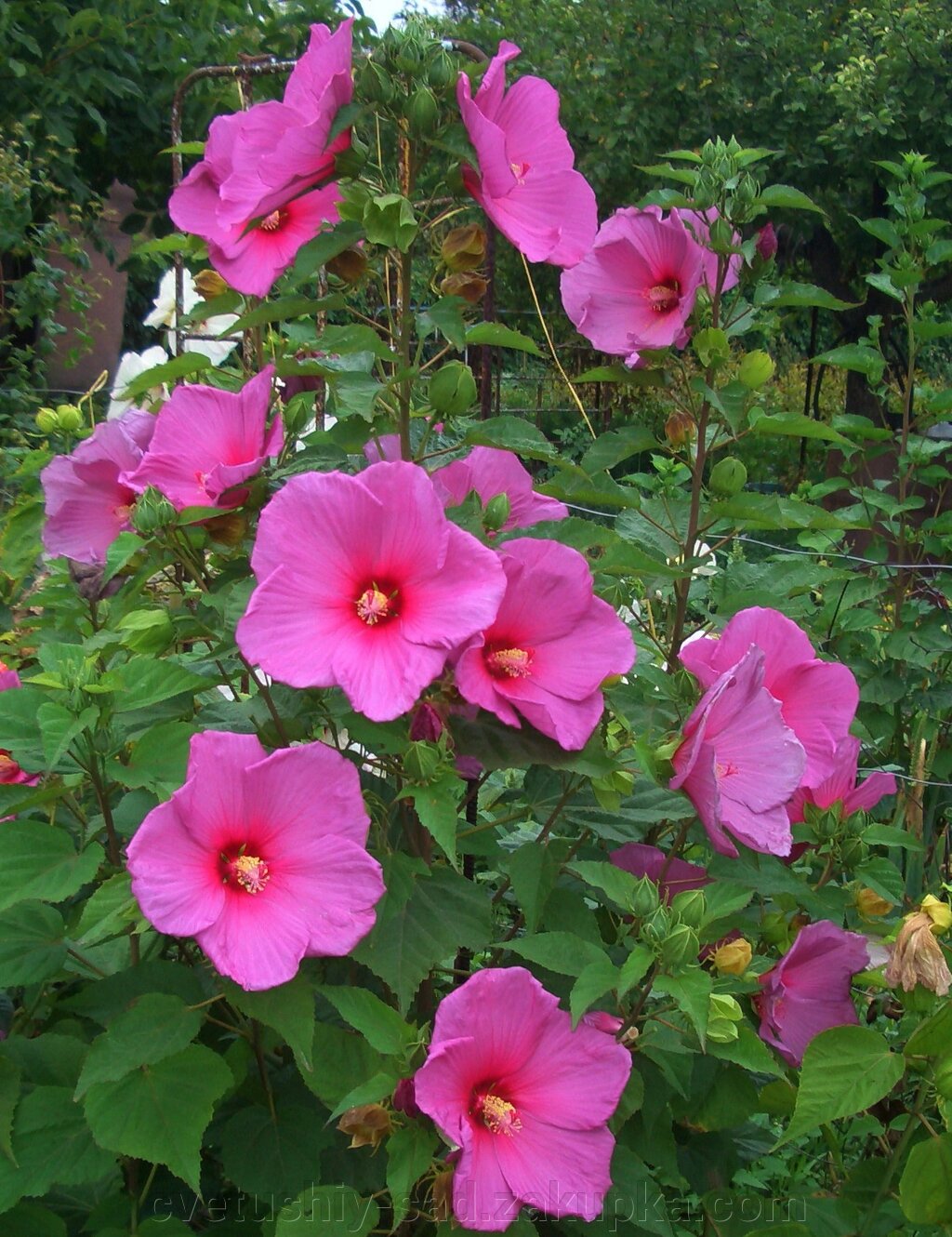 Гібіскус суміш кольорів, всі зацвітуть! 7 шт 500 грн від компанії Квітучій сад у Великих Сорочинцях - фото 1
