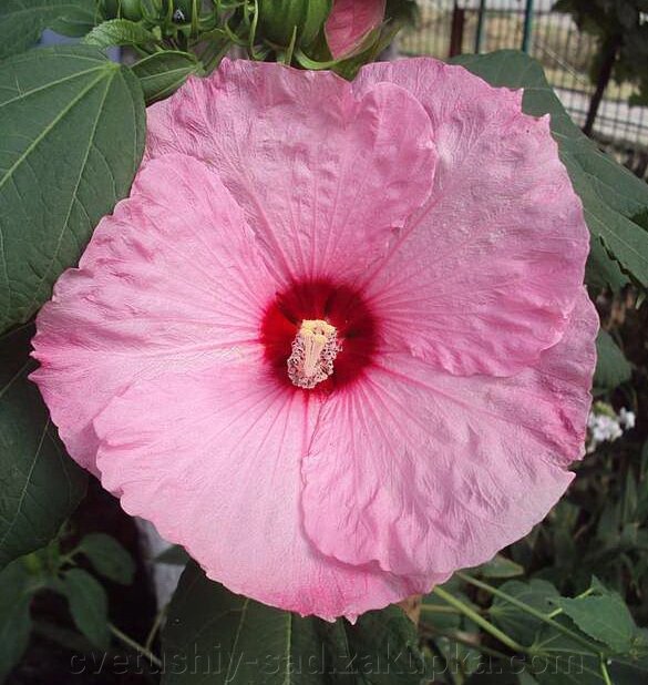 Гібіскус трав'янистий рожевий невеликий від компанії Квітучій сад у Великих Сорочинцях - фото 1