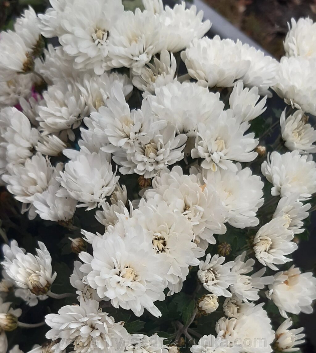 Хризантема Авалон Вайт (мультіфлора) від компанії Квітучій сад у Великих Сорочинцях - фото 1