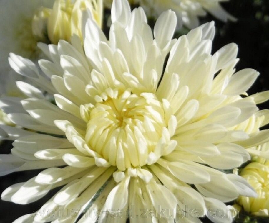 Хризантема Білі Ночі від компанії Квітучій сад у Великих Сорочинцях - фото 1