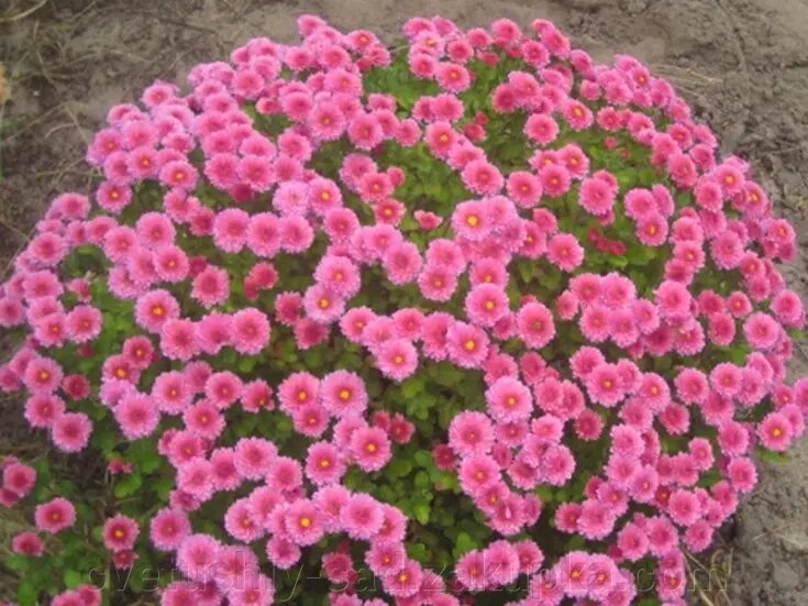 Хризантема Бореаль Роза (мультифлора) від компанії Квітучій сад у Великих Сорочинцях - фото 1