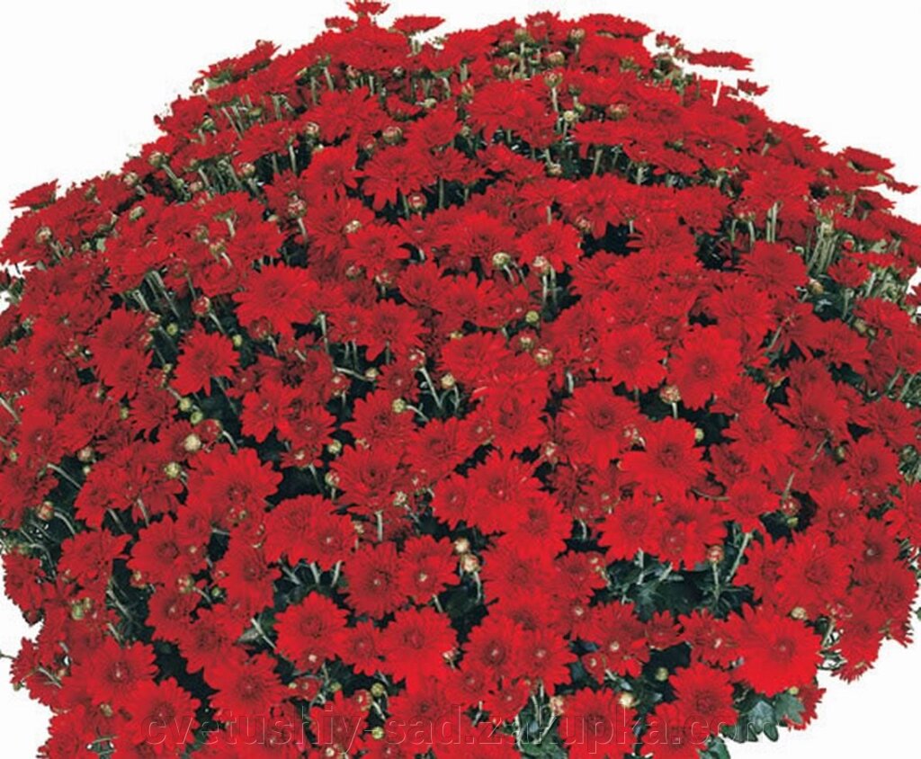 Хризантема Бренд Рояль Ред (мультифлора) від компанії Квітучій сад у Великих Сорочинцях - фото 1