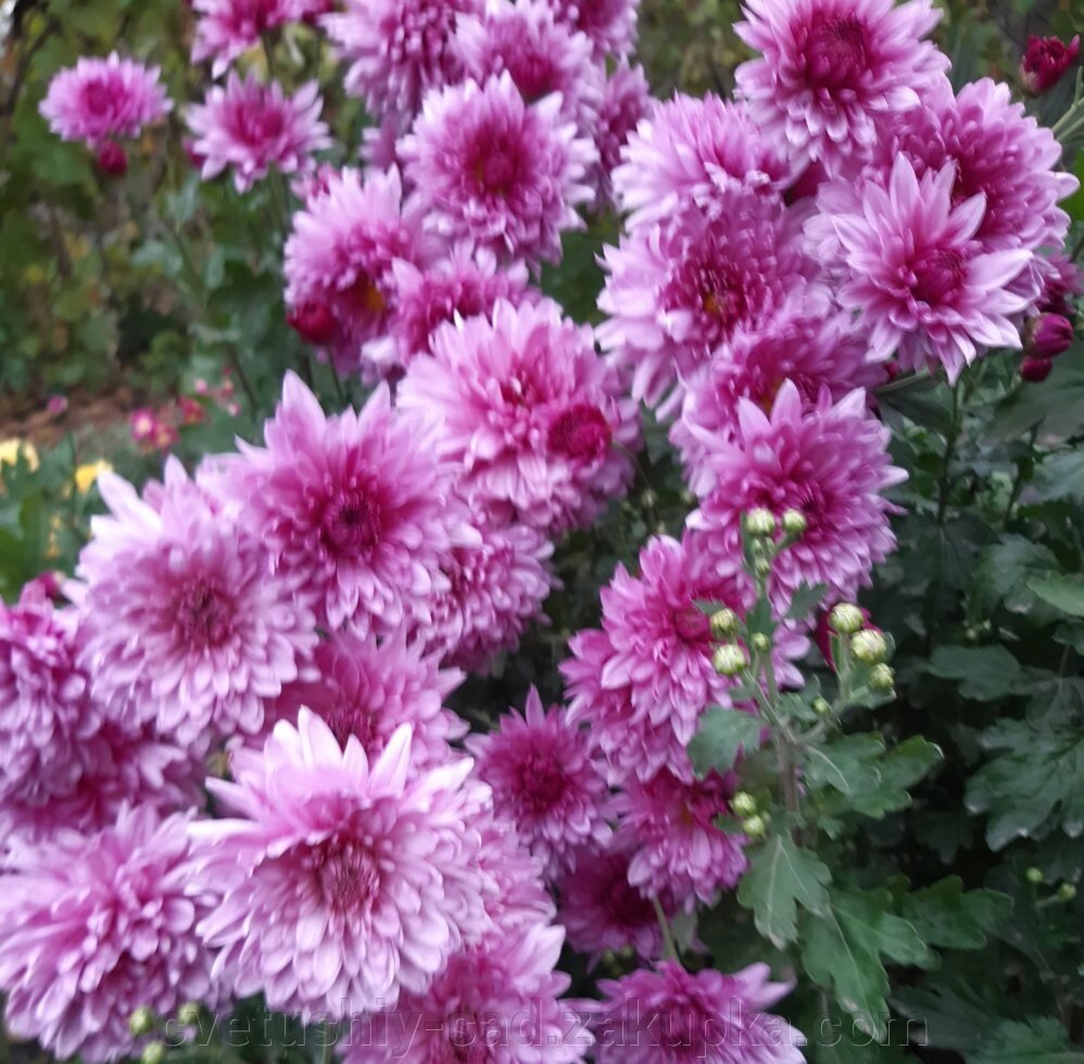 Хризантема Букетна від компанії Квітучій сад у Великих Сорочинцях - фото 1