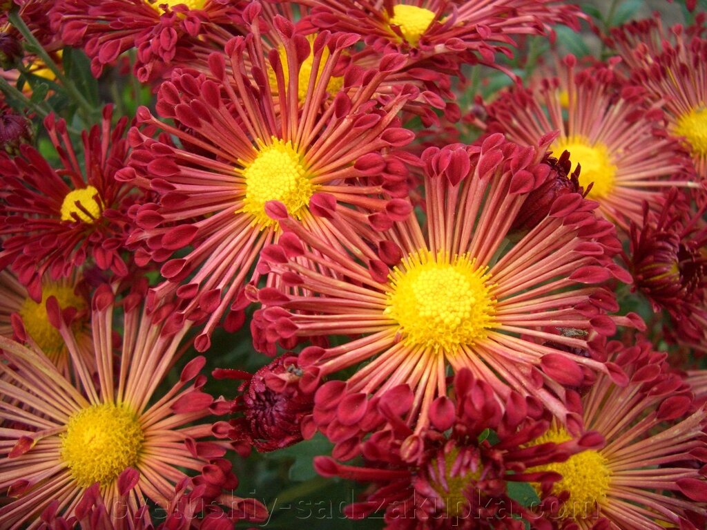 Хризантема Червоні Вітрила від компанії Квітучій сад у Великих Сорочинцях - фото 1
