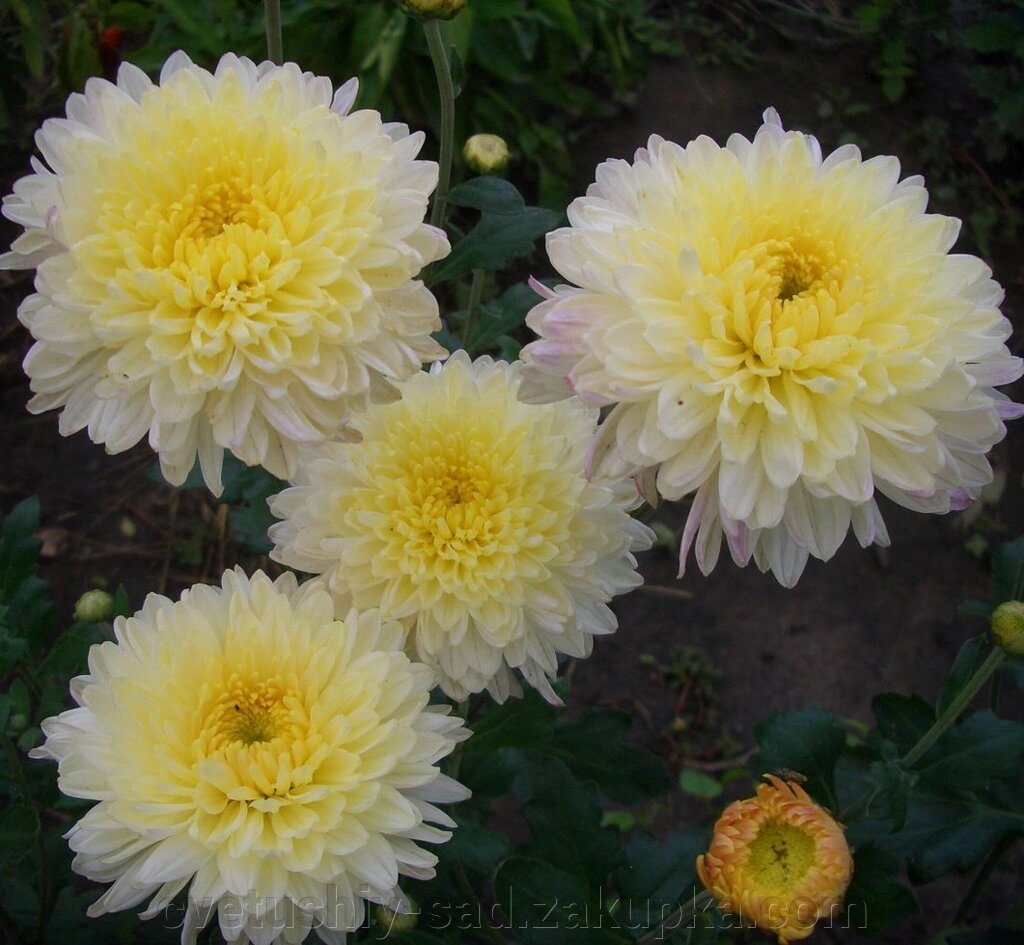 Хризантема Еллен Вайт від компанії Квітучій сад у Великих Сорочинцях - фото 1