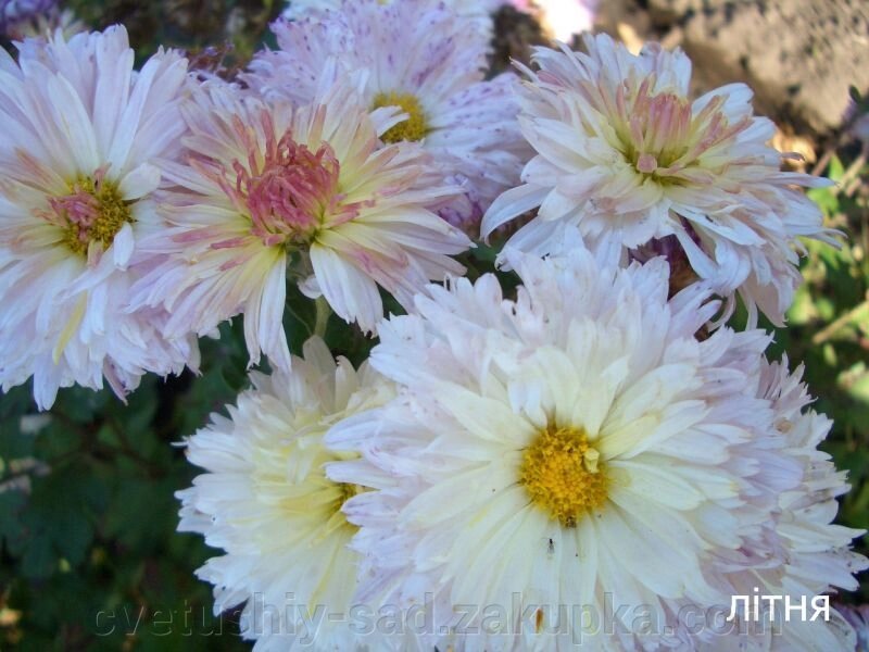 Хризантема Літня (зараз, 2х місячний саджанець) від компанії Квітучій сад у Великих Сорочинцях - фото 1