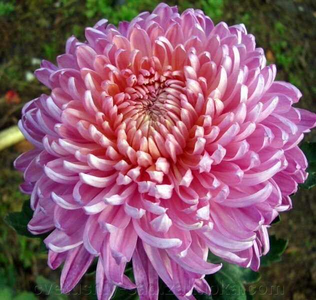 Хризантема Ля Роз (великоквіткова) від компанії Квітучій сад у Великих Сорочинцях - фото 1