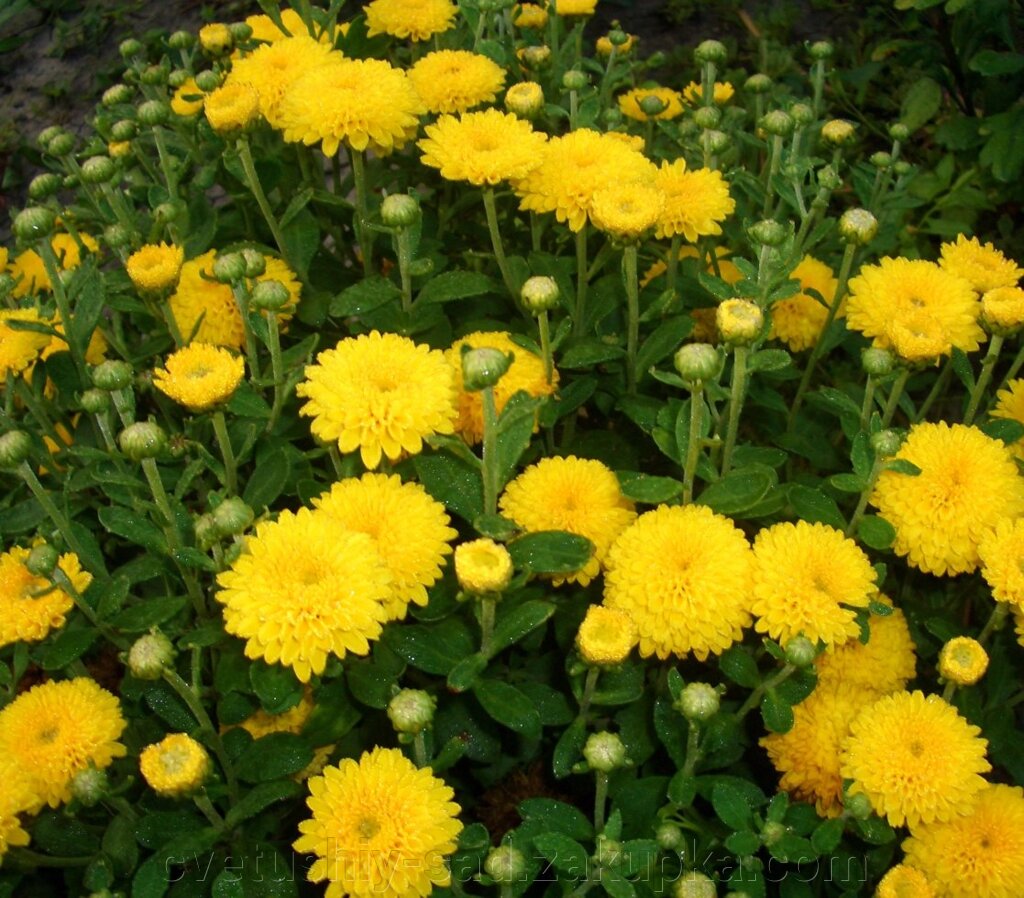 Хризантема Неллі (мультифлора) від компанії Квітучій сад у Великих Сорочинцях - фото 1
