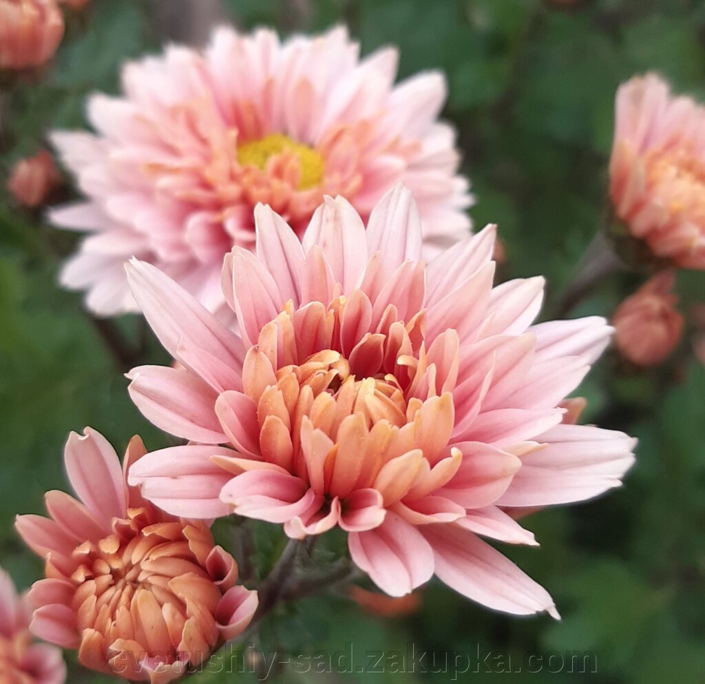 Хризантема Октябріна (корейська) від компанії Квітучій сад у Великих Сорочинцях - фото 1
