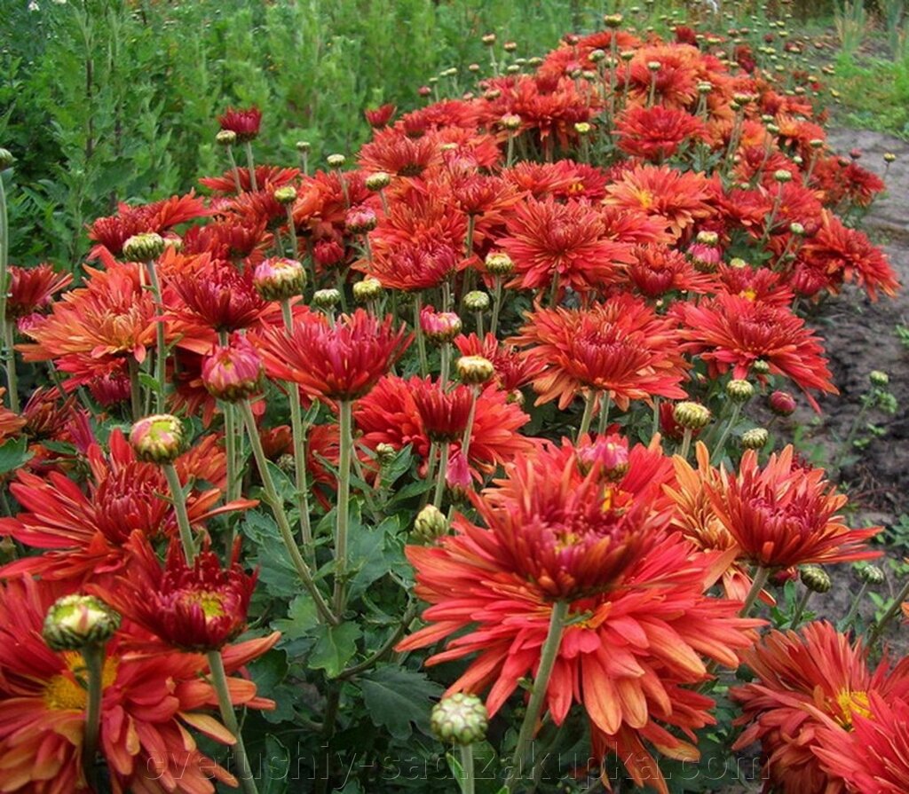 Хризантема Полумяна від компанії Квітучій сад у Великих Сорочинцях - фото 1