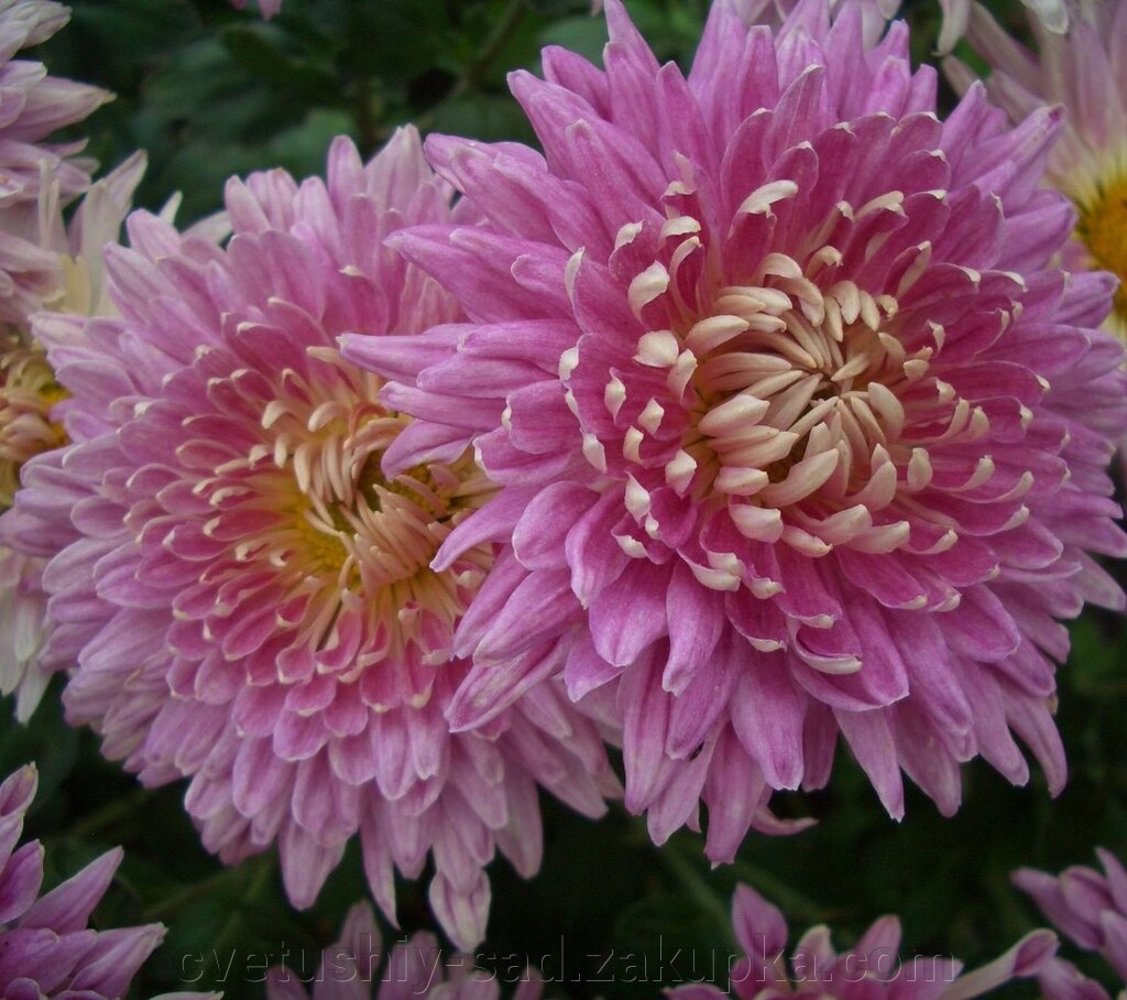 Хризантема Посмішка від компанії Квітучій сад у Великих Сорочинцях - фото 1