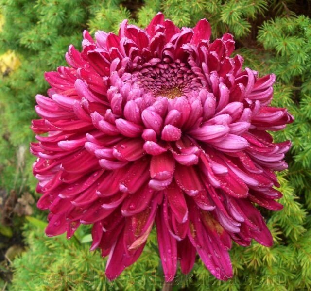 Хризантема Шер Пурпле (великоквіткова) від компанії Квітучій сад у Великих Сорочинцях - фото 1