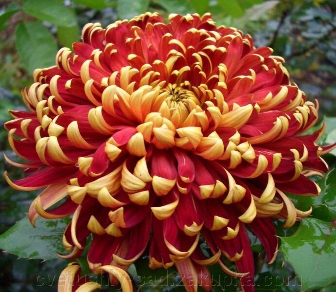 Хризантема Том Пірс (великоквіткова) від компанії Квітучій сад у Великих Сорочинцях - фото 1