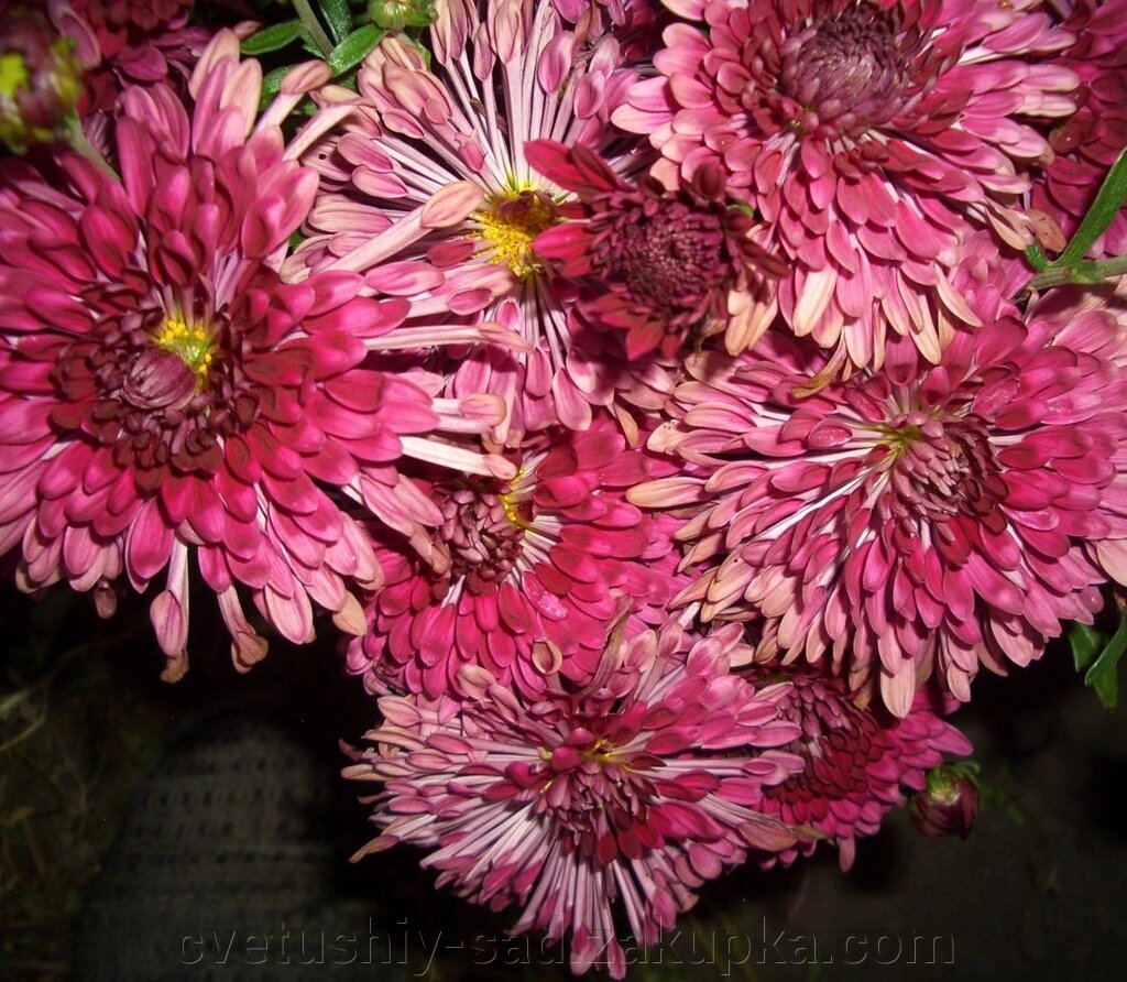 Хризантема  Вечірня Зіронька від компанії Квітучій сад у Великих Сорочинцях - фото 1