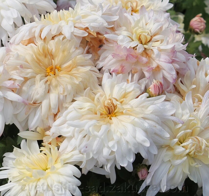 Хризантема Віденський Бал від компанії Квітучій сад у Великих Сорочинцях - фото 1