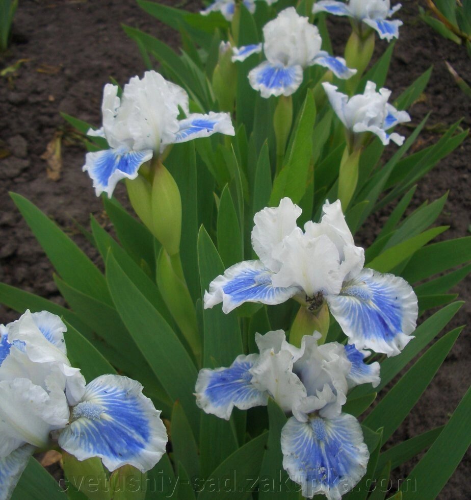 Ірис Біг блу Айз 1 шт від компанії Квітучій сад у Великих Сорочинцях - фото 1