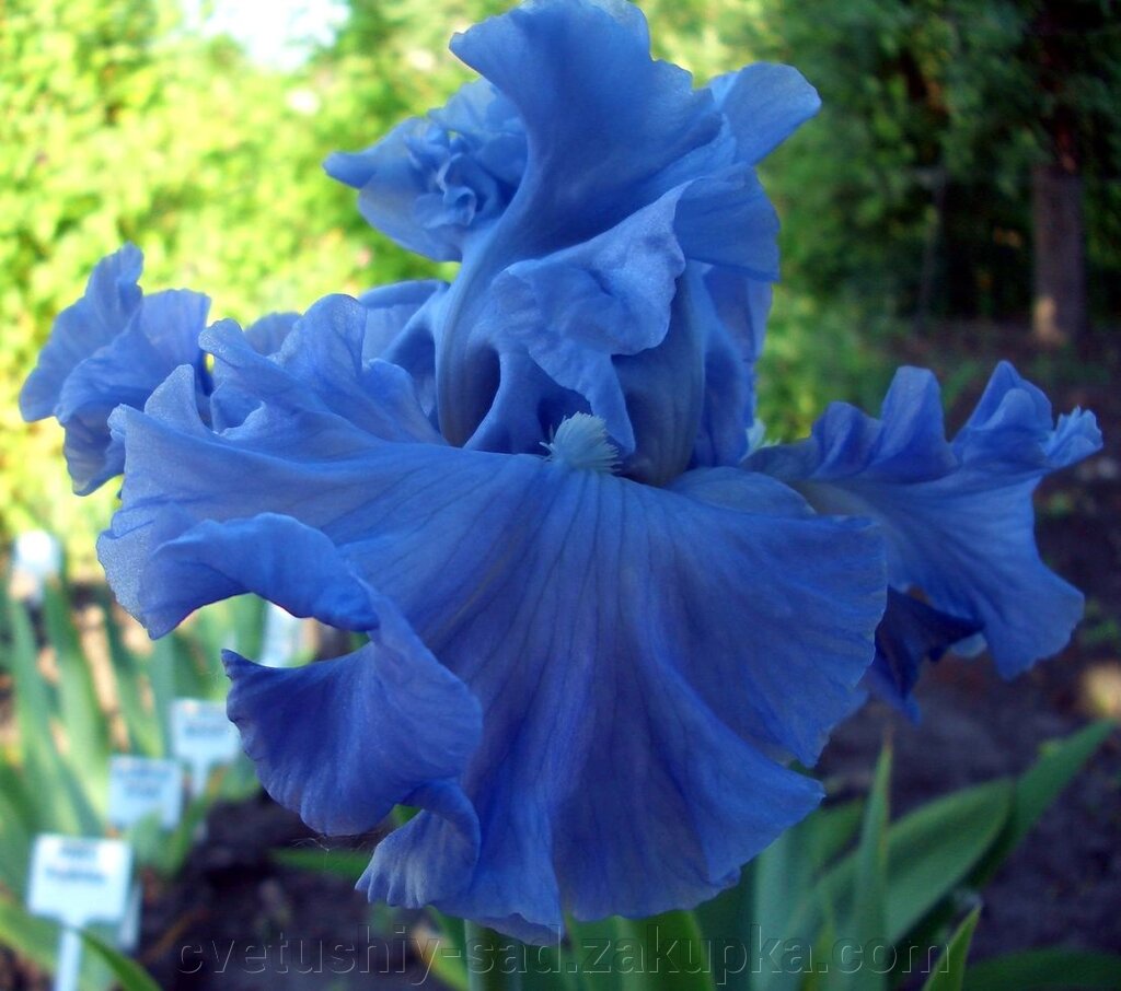 Ірис Делта Блуз 1 шт від компанії Квітучій сад у Великих Сорочинцях - фото 1