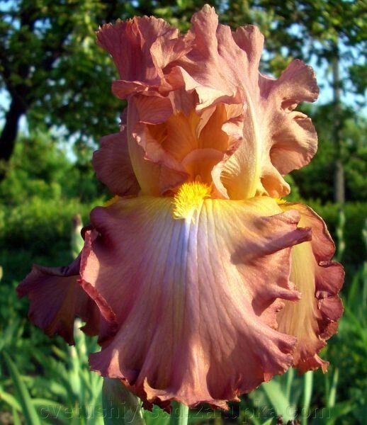 Ірис Хай Роллер (10п.19 р) величезний від компанії Квітучій сад у Великих Сорочинцях - фото 1