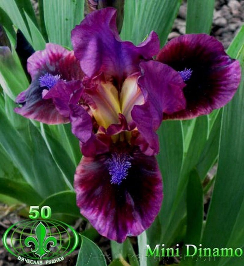 Ірис Міні Дінейм 3 п.5 ряд від компанії Квітучій сад у Великих Сорочинцях - фото 1