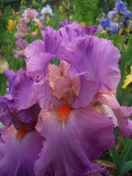 Ірис Розбери Сплендор (6 поле 16 ряд) від компанії Квітучій сад у Великих Сорочинцях - фото 1