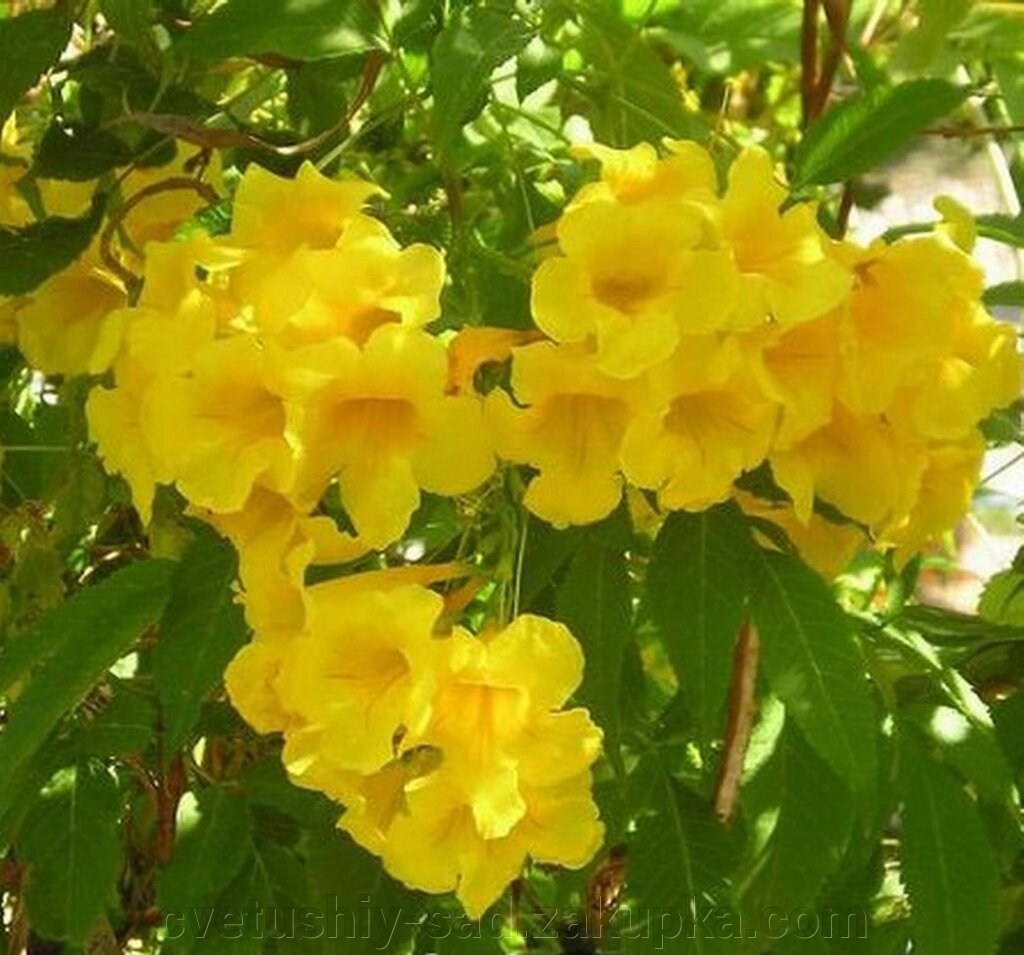 Кампсис жовтий від компанії Квітучій сад у Великих Сорочинцях - фото 1