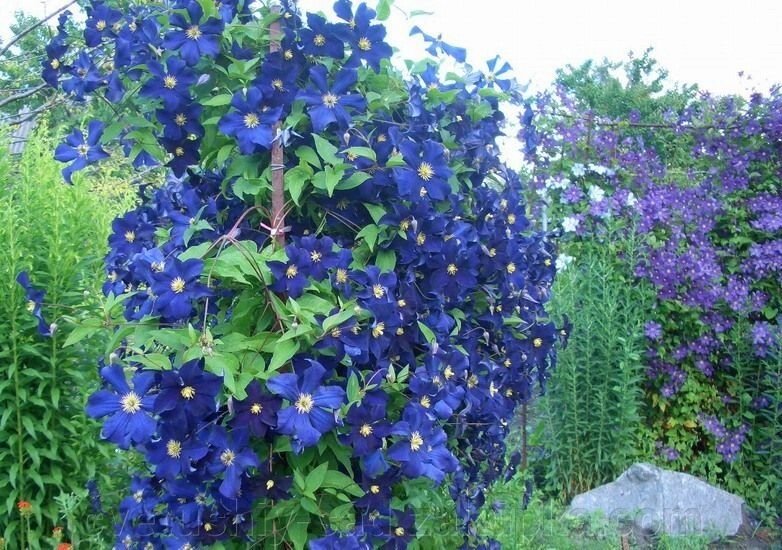 Клематис Віола від компанії Квітучій сад у Великих Сорочинцях - фото 1