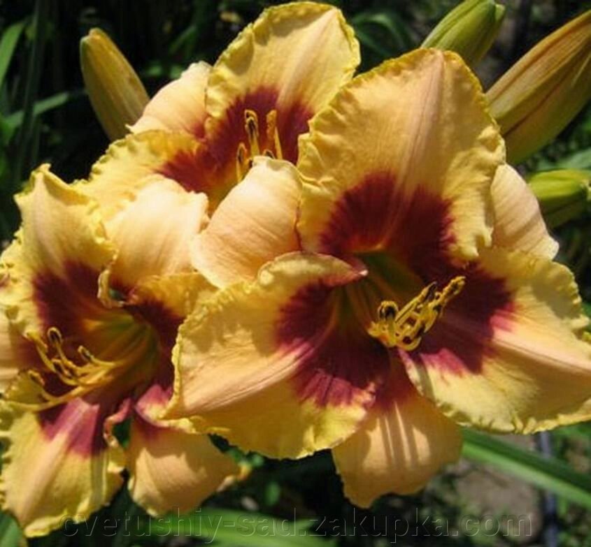 Лилейник Бедуїн Брейд (2поле 2 ряд) 1 шт від компанії Квітучій сад у Великих Сорочинцях - фото 1