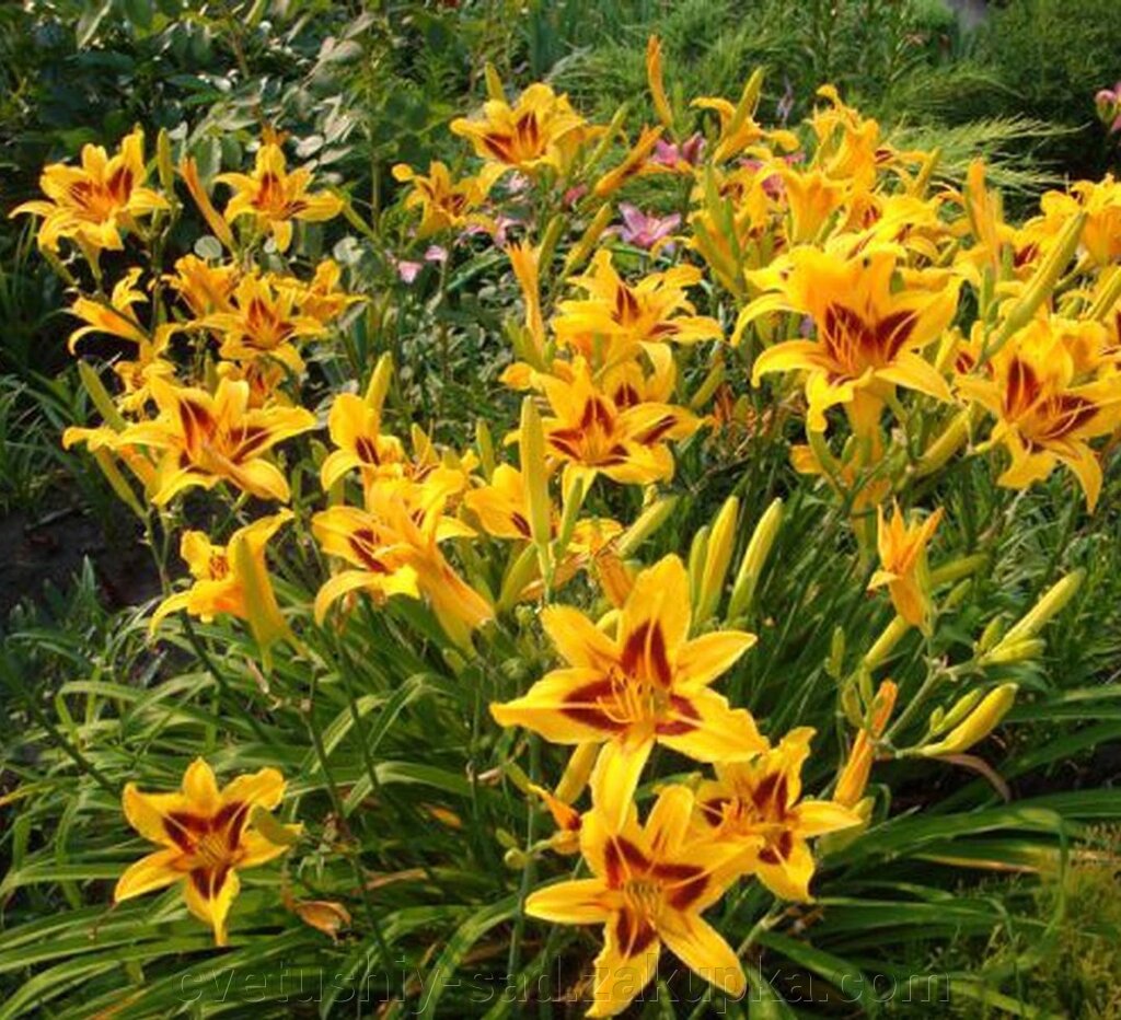 Лилейник Бонанза 1 шт (5 поле 3 ряд) від компанії Квітучій сад у Великих Сорочинцях - фото 1