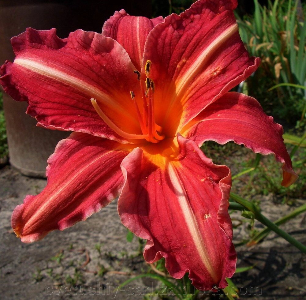 Лилейник Черрі Лейс 1 шт від компанії Квітучій сад у Великих Сорочинцях - фото 1