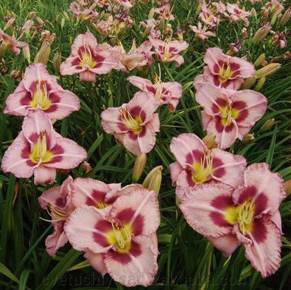Лилейник Ейдж Ехед 1 шт (4 поле 15 ряд) від компанії Квітучій сад у Великих Сорочинцях - фото 1