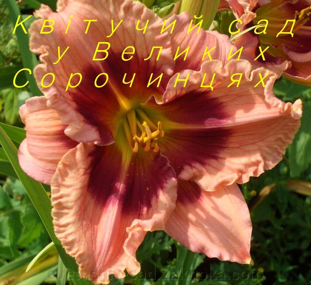 Лилейник Фламбойянт Айз (3 поле 1 ряд) 1 шт від компанії Квітучій сад у Великих Сорочинцях - фото 1