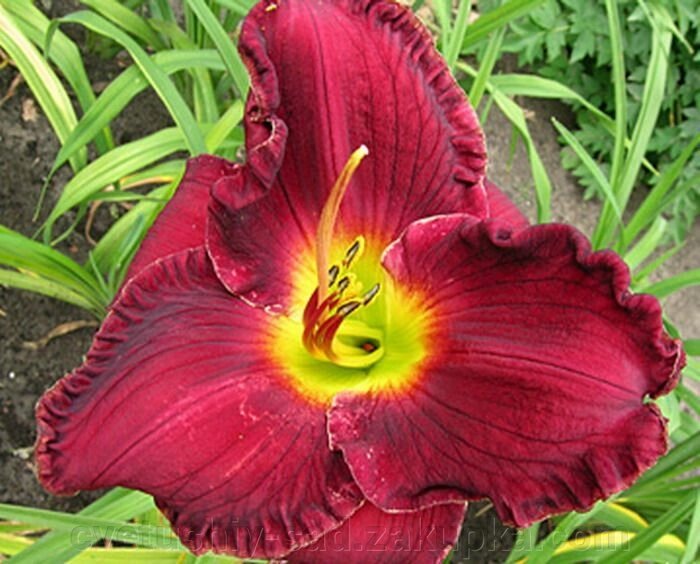 Лилейник Імперіал імпрешн 1 шт від компанії Квітучій сад у Великих Сорочинцях - фото 1