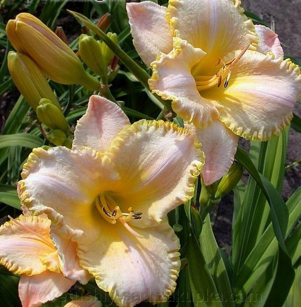 Лилейник Мунлу Керес 1 шт (4 поле 10 ряд) від компанії Квітучій сад у Великих Сорочинцях - фото 1