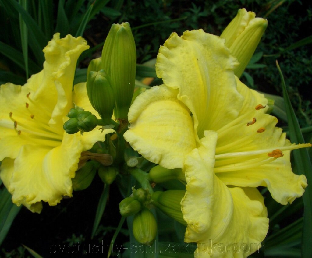 Лилейник Омонукі (3поле 7 ряд) 1 шт від компанії Квітучій сад у Великих Сорочинцях - фото 1