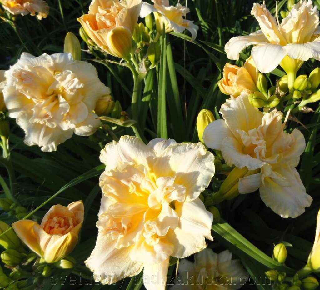 Лилейник Шніцкель Фрут (5 поле 9 ряд) 1 шт від компанії Квітучій сад у Великих Сорочинцях - фото 1