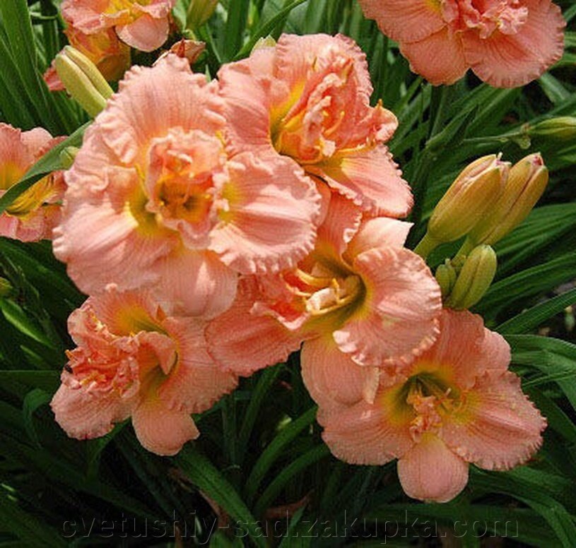 Лилейник Соліам Дабл Класик (10 поле 7 ряд) 1 шт від компанії Квітучій сад у Великих Сорочинцях - фото 1