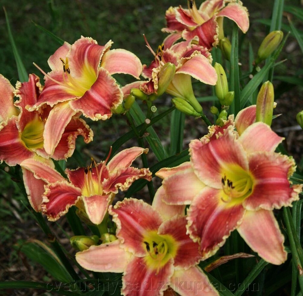Лилейник Стартл 1 шт (4 поле 17 ряд) від компанії Квітучій сад у Великих Сорочинцях - фото 1