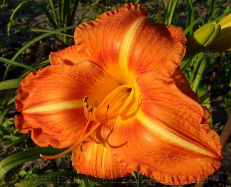Лилейник Тусканвілла Тигрес 1 шт від компанії Квітучій сад у Великих Сорочинцях - фото 1