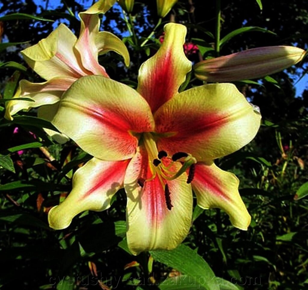Лілія Албані (ОТ гібрид) від компанії Квітучій сад у Великих Сорочинцях - фото 1