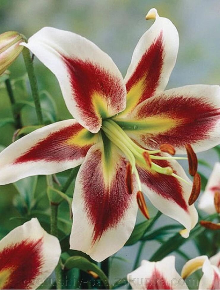 Лілія Беверлі Дримс (ОТ- Гібрид) від компанії Квітучій сад у Великих Сорочинцях - фото 1