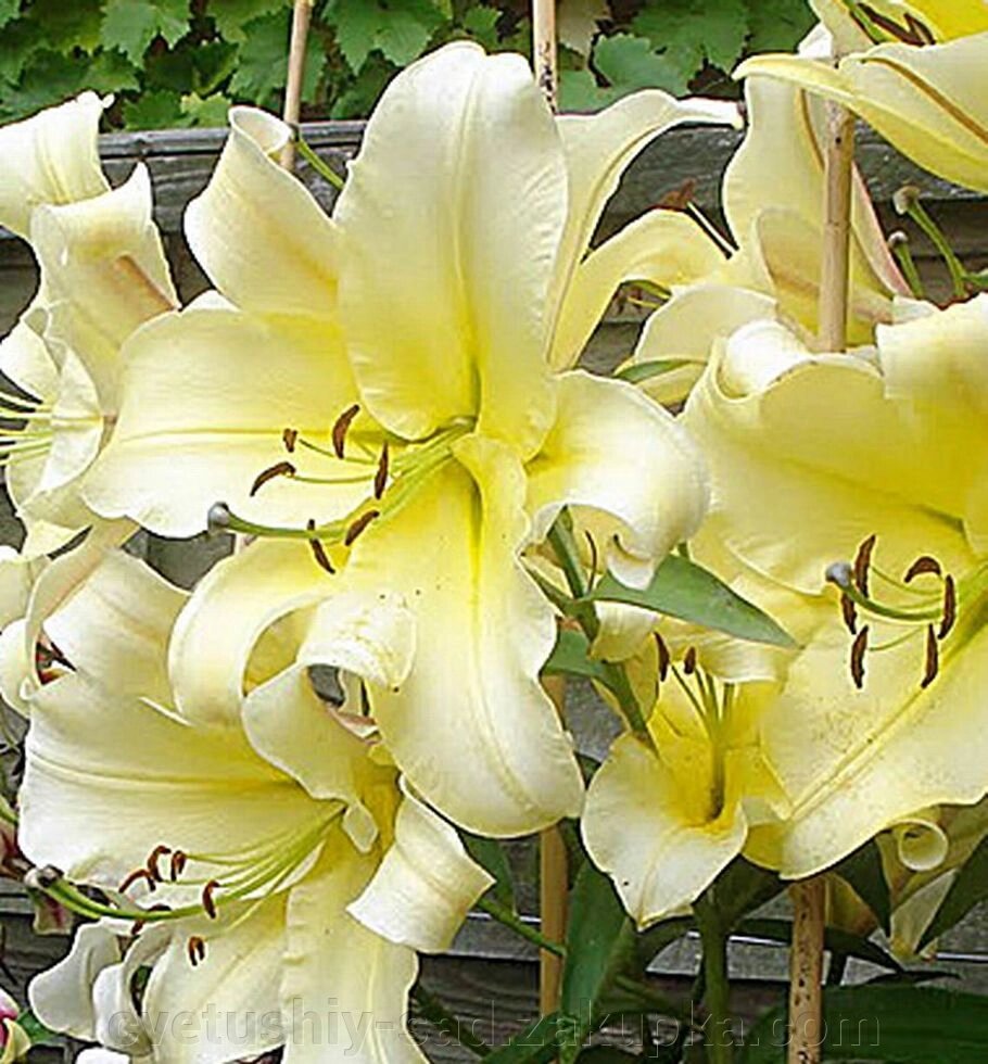 Лілія Біг Бразер (Oт - Гібрид) від компанії Квітучій сад у Великих Сорочинцях - фото 1